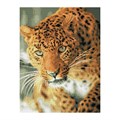 Алмазная мозаика ТРИ СОВЫ "Леопард", 40*50см, холст на деревянном подрамнике, картонная коробка с пл - фото 352786