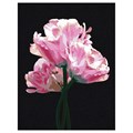 Картина по номерам на черном холсте ТРИ СОВЫ "Розовые цветы", 30*40, c акриловыми красками и кистями - фото 393580